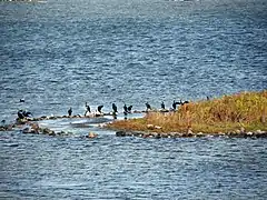 Steininsel mit Kormoranen im Rantumbecken