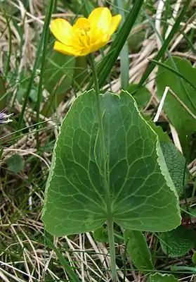 Tribus Ranunculeae: Schildblättriger Hahnenfuß (Ranunculus thora)