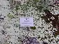 Raoulia australis (Neuseeland)
