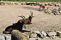 Rappenantilopen und Impalas