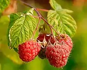 Himbeeren