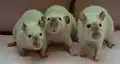 Siamesenzeichnung bei der Ratte