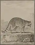 Waschbär