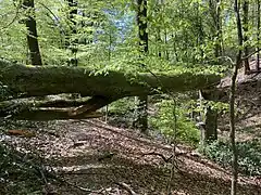 Totholz im Rauenhauser Siepental