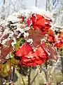 Rose mit Raureif