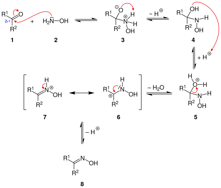 Reaktionsmechanismus der Oxim-Bildung aus einer Carbonylverbindung und Hydroxylamin unter saurer Katalyse