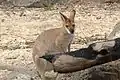 Rotnackenwallaby  (Notamacropus rufogriseus)
