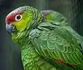 Ecuador-Amazonen (Rotstirnamazonen der Unterart Amazona autumnalis lilacina)