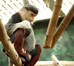 Rotschenkliger Kleideraffe