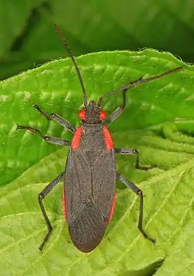Jadera haematoloma