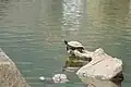 Rotwangen-Schmuckschildkröte