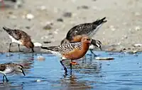 Knutt (Unterart Calidris canutus rufa)