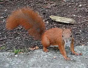 Eichhörnchen  (Red squirrel)
