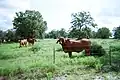 Rote Brahmans, Texas
