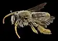 Rediviva sp.