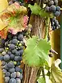 Traube und Blatt