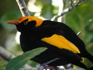 Gelbnacken-Laubenvogel (Sericulus chrysocephalus)