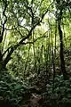 Regenwald auf ʻEua