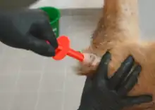 Waidlochauslöser Rehbock