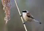 Beutelmeise