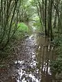 Renaturierter (ehemals verrohrter) Lauf im Ökologisch-Botanischen Garten