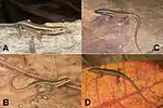 A: C. sp. ‘Maubisse’; B: C. sp. ‘South Coast’ aus Loré; C: C. sp. ‘Meleotegi River’; D: C. sp. ‘Baucau’