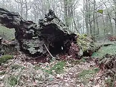 Rest vom Hauptstamm der Amalieneiche