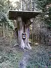 Reste der Wunderfichte am Nordhang des Hochbergs