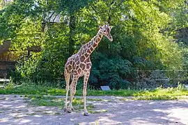 Giraffe