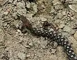 Rhabdophis bindi