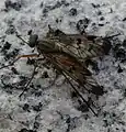 Rhagio latipennis