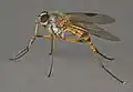 Rhagio lineola