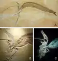 Flugsaurier Rhamphorhynchus mit Knochenfisch Aspidorhynchus