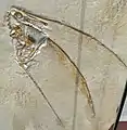 R. muensteri aus Solnhofen mit Abdrücken der Flughaut in situ