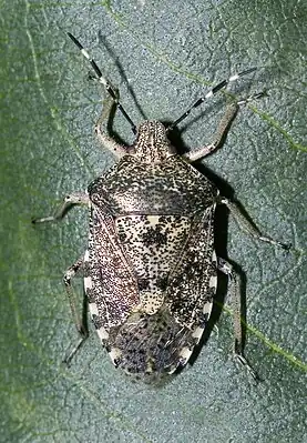 Graue Gartenwanze (Rhaphigaster nebulosa)