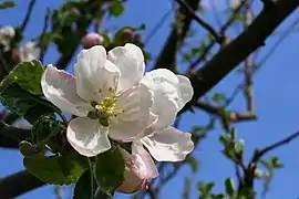 Blüten