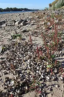 Körbchenmuschelschalen im Spülsaum am Rheinufer bei Königswinter