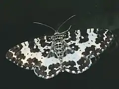 Rheumaptera hastata