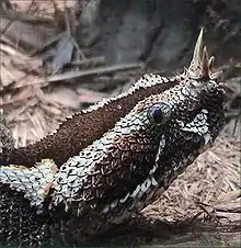 Bei der Nashornviper (Bitis nasicornis) sind die Nasalia zu Hörnern umgebildet.