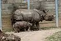 Panzernashorn mit Jungtier