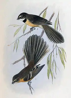 Lord-Howe-Graufächerschwanz aus Gregory Mathews: Birds of Australia1910–1928