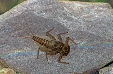 Eintagsfliegenlarve der Rhitrogena nivata. Sie kommt in den Alpen endemisch vor und zählt zu den National Prioritären Arten der Schweiz.