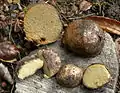 trüffelartigDouglasien-WurzeltrüffelRhizopogon villosulus