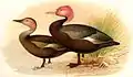 Rosenkopfente  aus Journal of the Bombay Natural History Society Volume 181907