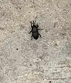 Rhynchophurus palmarum auf Ibiza 2021