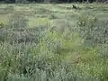 Fläche im Moor mit Weißem Schnabelried