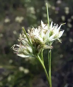 Weißes Schnabelried(Rhynchospora alba)