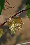 Junges Blatt