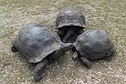 Riesenschildkröten auf der Insel Curieuse