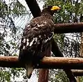 Riesenseeadler